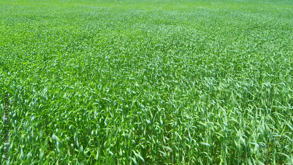 Obraz premium Anti-stress nature. Agricultural field of yellow green barley wheat in strong wind. Wide shot.