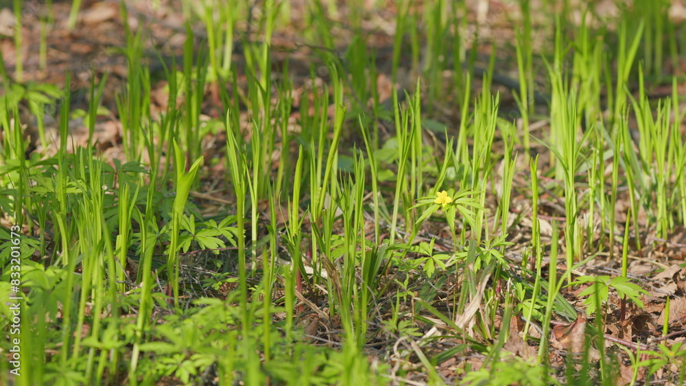Forest lily of the valley. Gentle young shoots lily of the valley in the garden background. Slow motion. Forest lily of the valley. Gentle young shoots lily of the valley in the garden background. Slow motion.