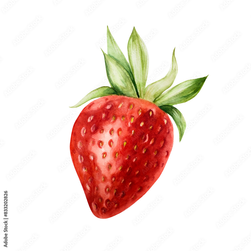 Sweet ripe sweet strawberry. Hand painting red macro botanical watercolor illustration isolated on background. For designers, menu, shop, decoration, restaurant, for postcards, wrapping paper, covers. Sweet ripe sweet strawberry. Hand painting red macro botanical watercolor illustration isolated on background. For designers, menu, shop, decoration, restaurant, for postcards, wrapping paper, covers.