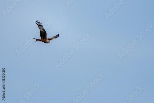 Red Kite in Flight Against Clear Sky