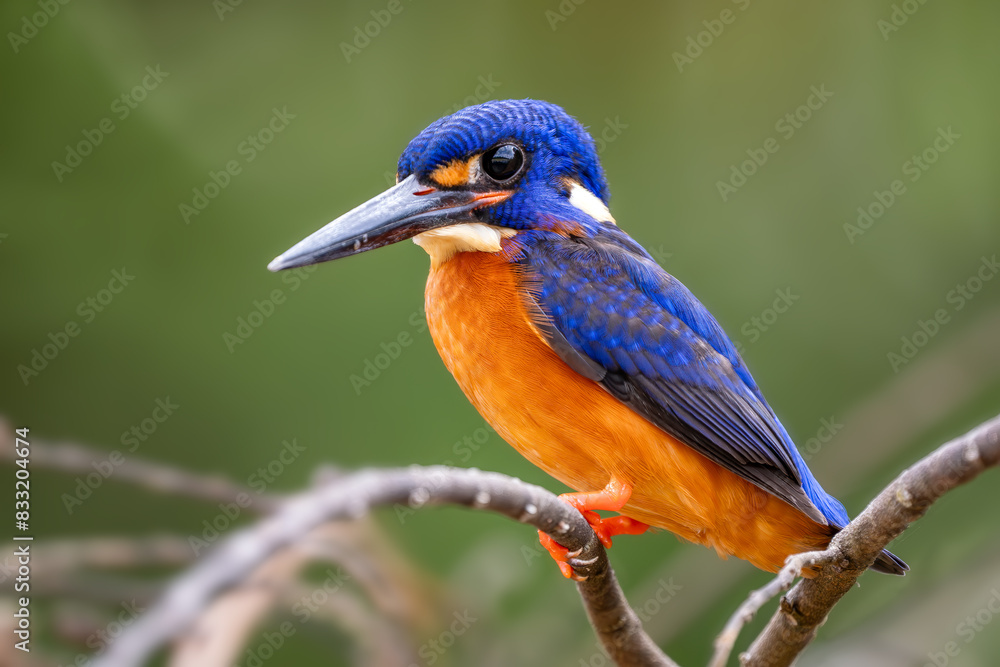 Obraz premium Blue-eared Kingfisher - Alcedo meninting, small beautiful colored kingfisher from Asia river banks, mangroves and evergreen forest, Kinabatangan river, Borneo, Malaysia.