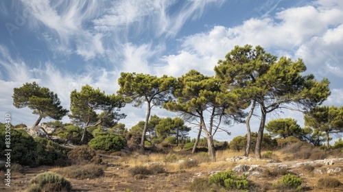 Dry looking pine trees due to the warm climate photo