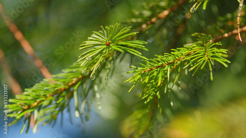 Young Decorative Green Spruce. Spruce Branch. Drops Of Water. Spruce Branch With Rain Drops. Bokeh.
