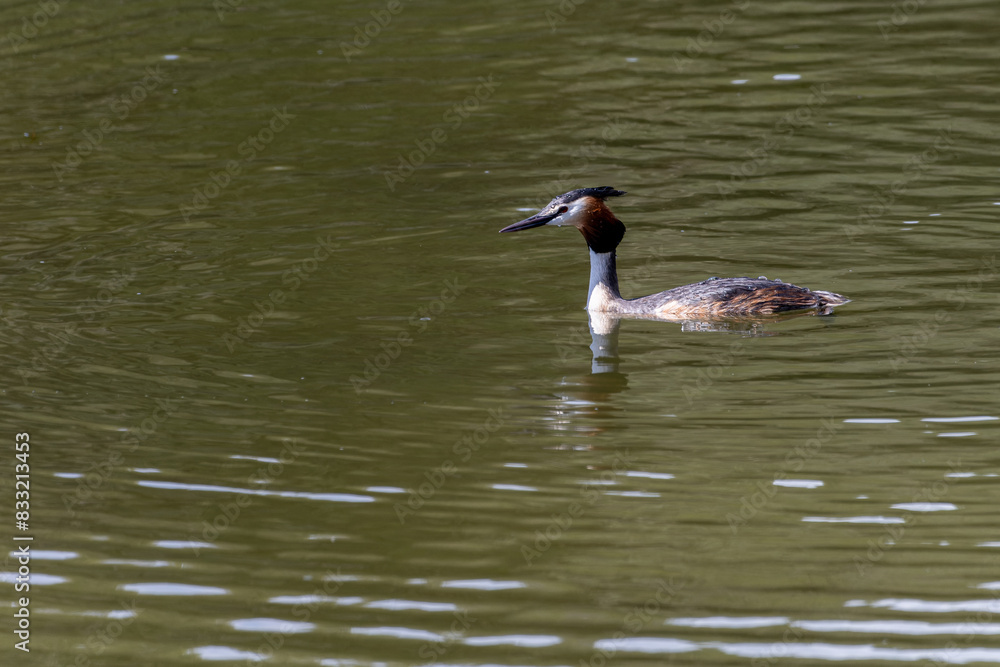 Great Crested Grebe Swimming in Calm Water Great Crested Grebe Swimming in Calm Water
