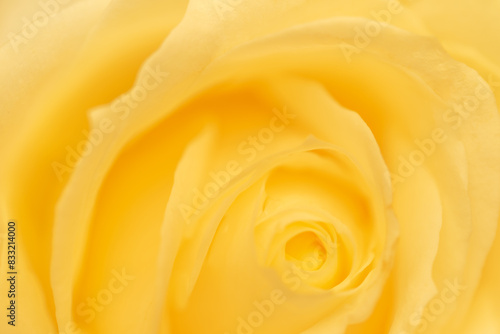 Macro shot of yellow rose bud. Natural background  soft focus.