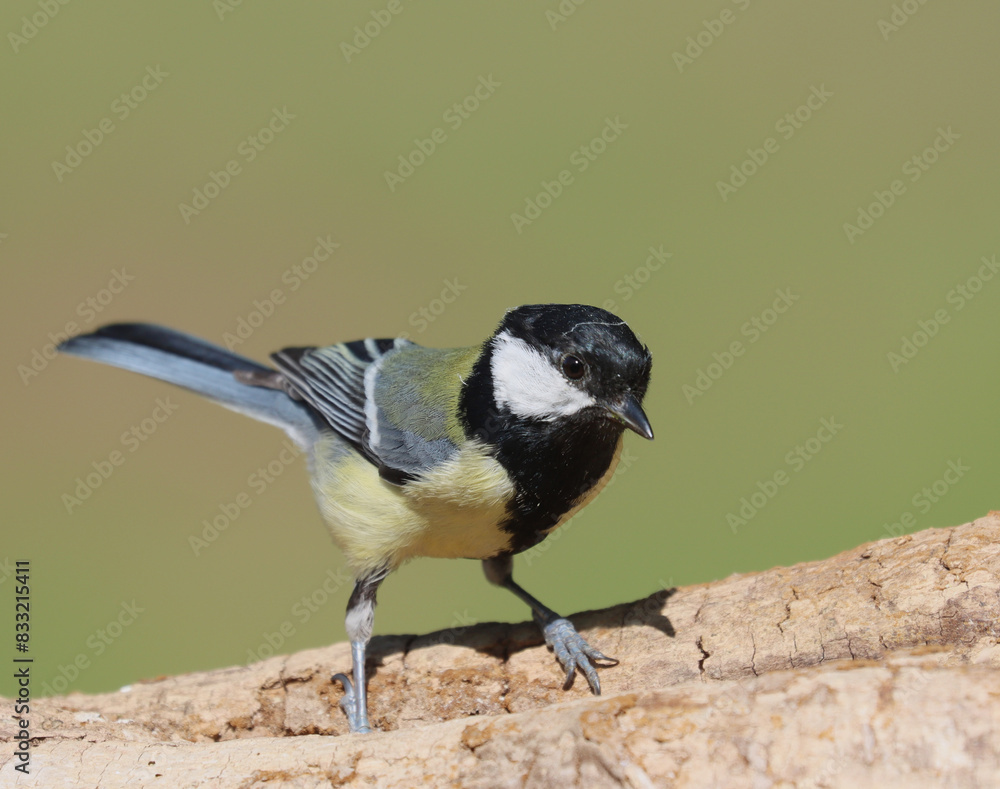 Obraz premium Eurasian chaffinch