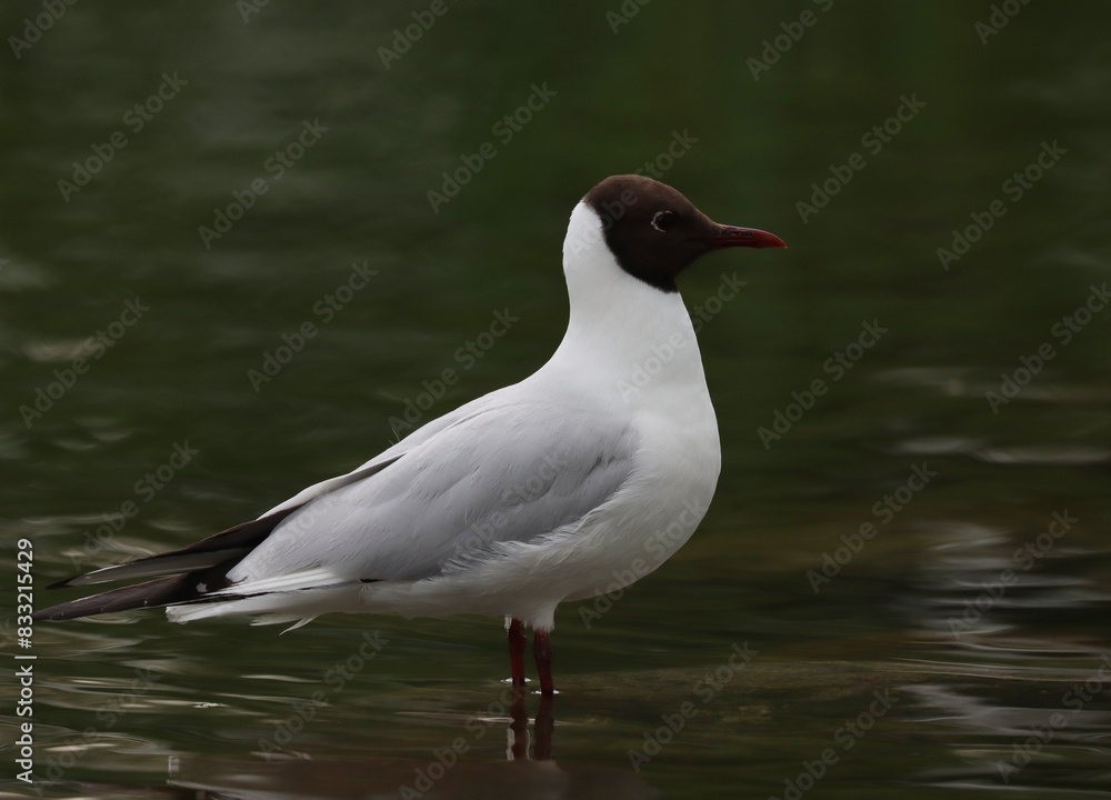 Black-headed gull Black-headed gull
