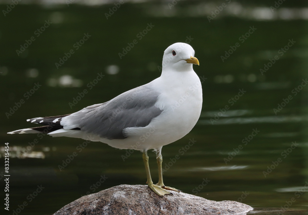 Common gull Common gull