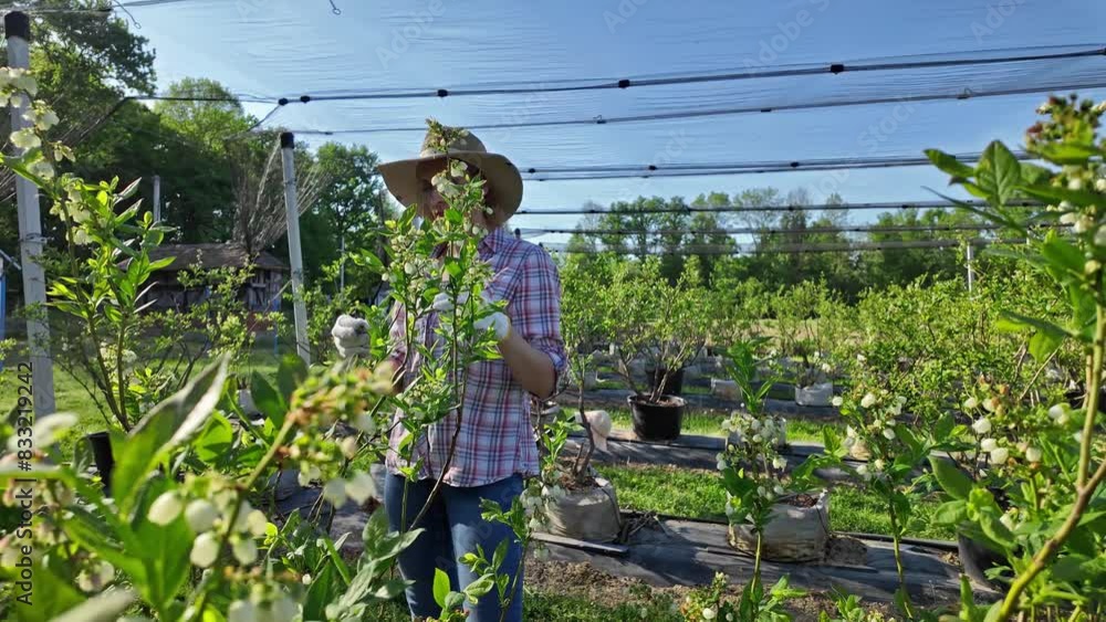 custom made wallpaper toronto digitalA woman gardener with hat carefully examines the budding branches of a plant, indicating the start of the spring season in an blueberries organic farm.	
