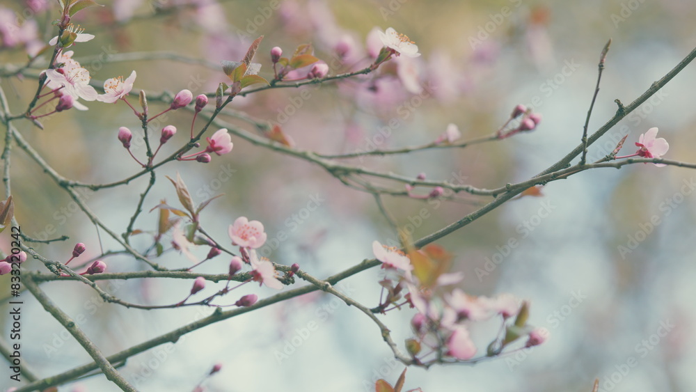 Beautiful Nature Scene. Tender Sakura Blossom. Beautiful View Of White Cherry Blossoms Bloom On Spring.