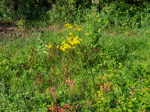Southern Urals  blooming Jacobaea vulgaris  Jacobaea vulgaris  on the lawn in summer.