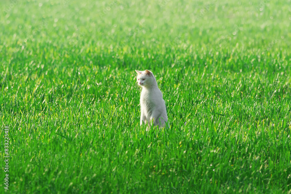 Stray Cat Stalks Prey in Lush Green Meadow Stray Cat Stalks Prey in Lush Green Meadow