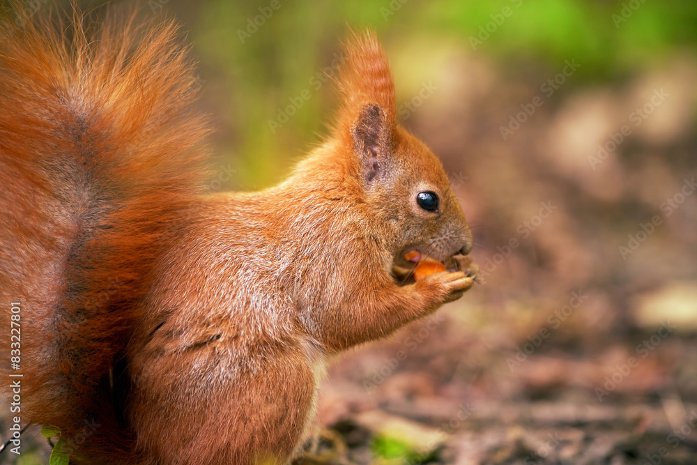 Paws clutch meal in a red squirrels snack time Paws clutch meal in a red squirrels snack time