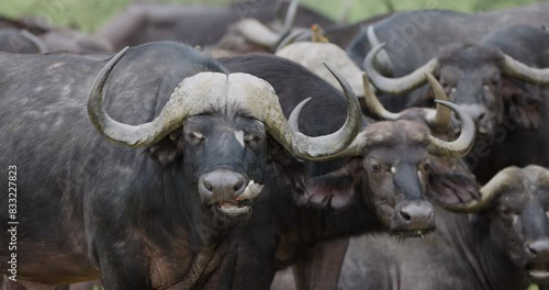 Cape Buffalo looking at camera chewing the cud while Red-billed oxpecker removes parisites off its face photo