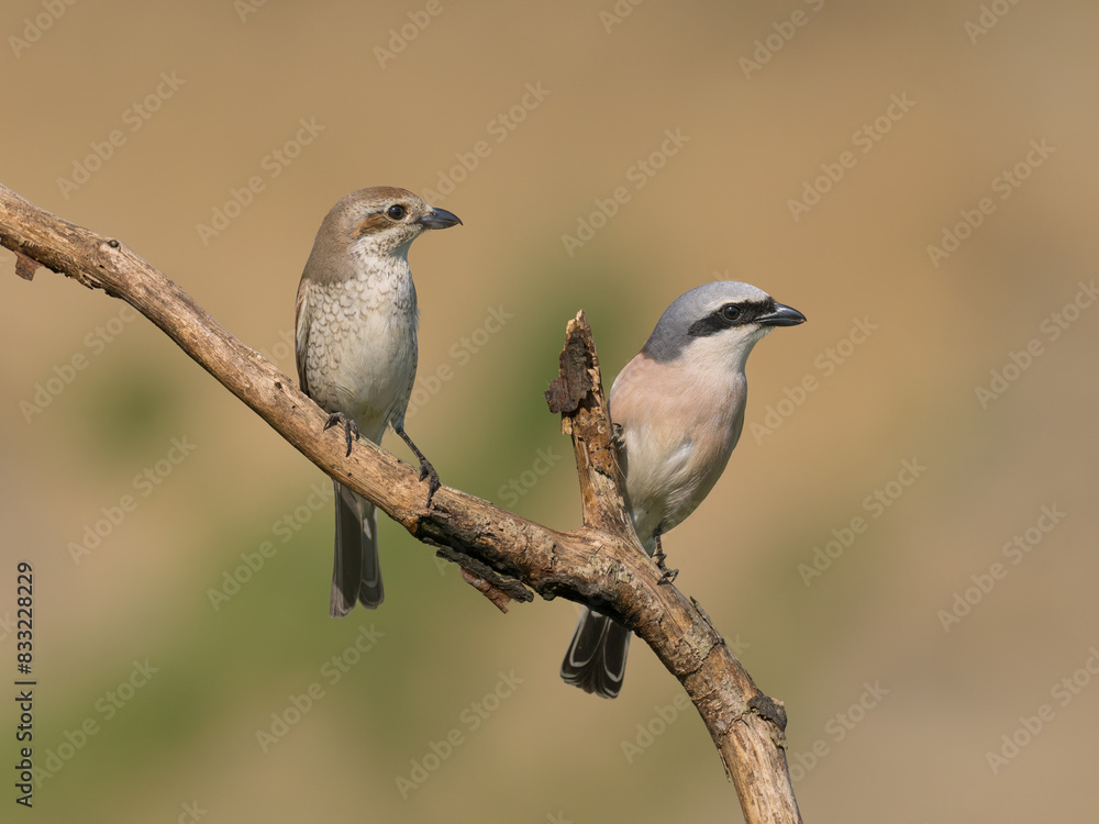 Obraz premium Beautiful nature scene with bird Red-backed Shrike (Lanius collurio). Wildlife shot of bird Red-backed Shrike (Lanius collurio) on the branch. Red-backed Shrike (Lanius collurio)in the nature habitat.
