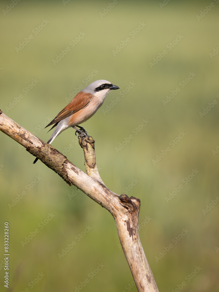 Beautiful nature scene with bird Red-backed Shrike (Lanius collurio). Wildlife shot of bird Red-backed Shrike (Lanius collurio) on the branch. Red-backed Shrike (Lanius collurio)in the nature habitat. Beautiful nature scene with bird Red-backed Shrike (Lanius collurio). Wildlife shot of bird Red-backed Shrike (Lanius collurio) on the branch. Red-backed Shrike (Lanius collurio)in the nature habitat.