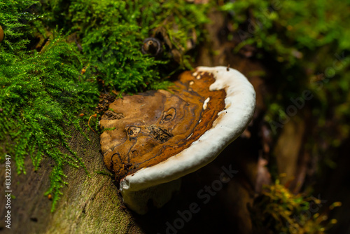 brown bear bread mushroom with white borders and green moss in the forest - Ganoderma applanatum photo
