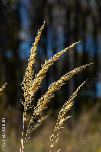 Inflorescence of wood small-reed Calamagrostis epigejos on a meadow