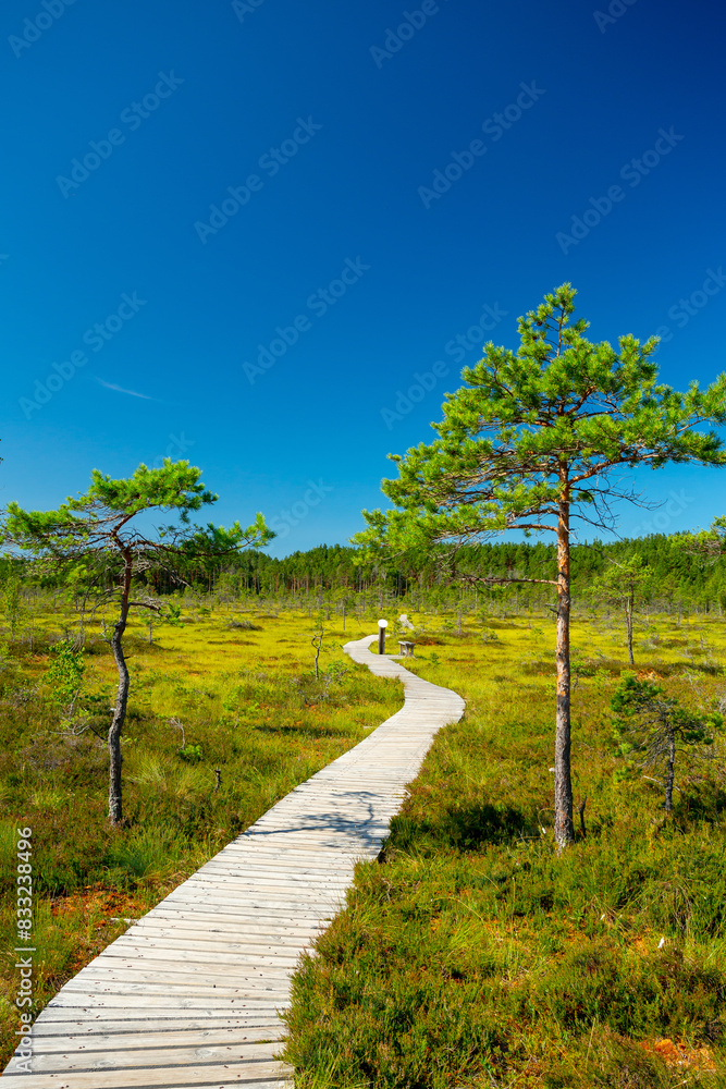 Rannametsa, Estonia. Tolkuse Raba Laugas. Dunes and bog Rannametsa, Estonia. Tolkuse Raba Laugas. Dunes and bog