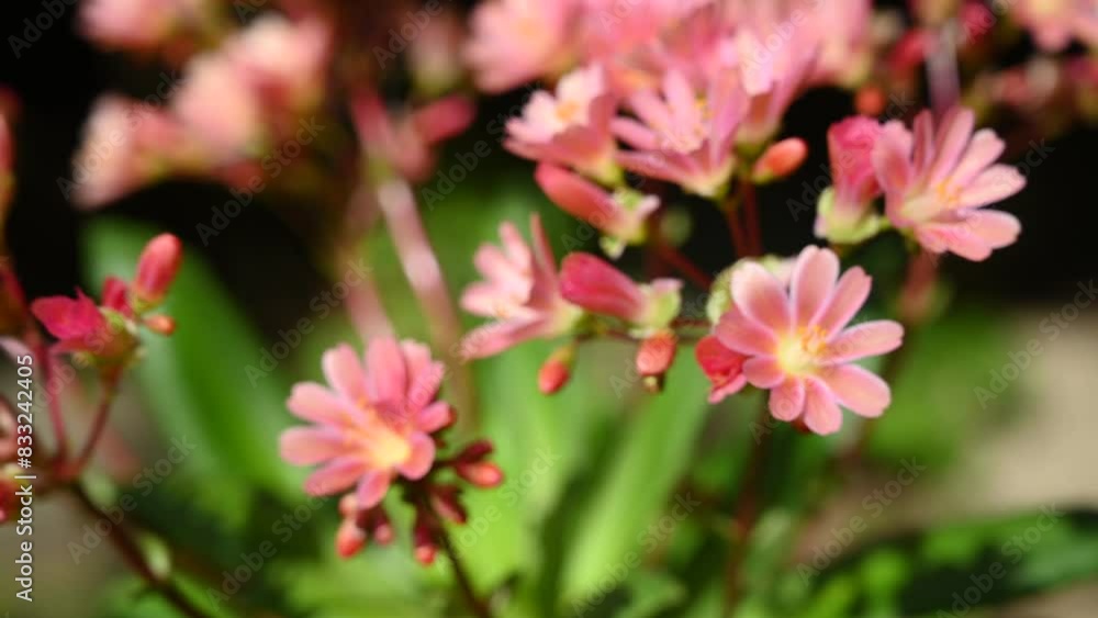Colorfull small flowers in the garden during spring time Colorfull small flowers in the garden during spring time