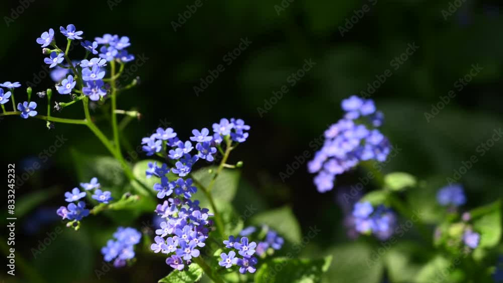 Colorfull small flowers in the garden during spring time Colorfull small flowers in the garden during spring time