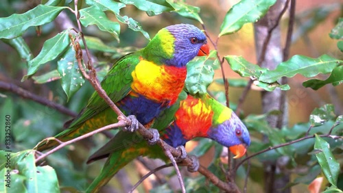 Two chatty rainbow lorikeets, trichoglossus moluccanus perched side by side on tree branch, one scratching its head with its foot, and other chirping loudly on the tree, close up shot. photo