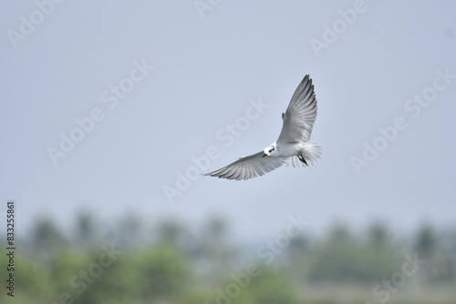 seagull flying in the sky