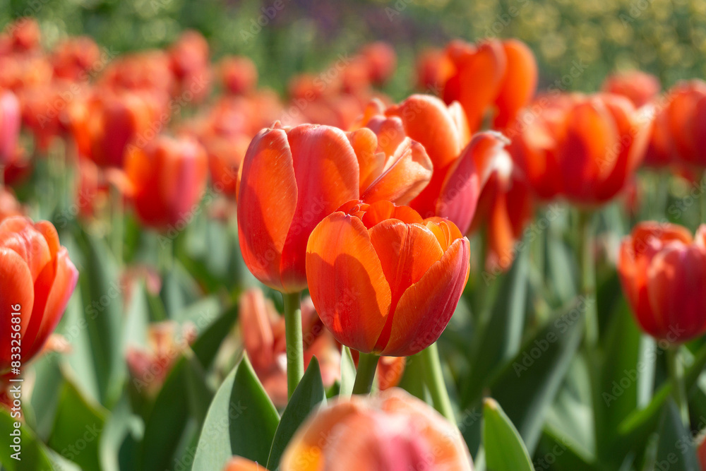 Tulips in full bloom with beautiful bokeh in the background Tulips in full bloom with beautiful bokeh in the background