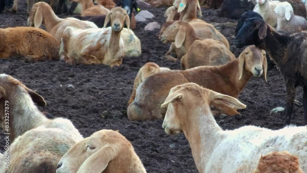 flock of fat-tailed sheep are lying on dirty ground in a open-air sheepfold at spring evening flock of fat-tailed sheep are lying on dirty ground in a open-air sheepfold at spring evening