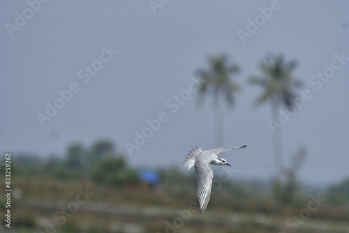 seagull in flight 