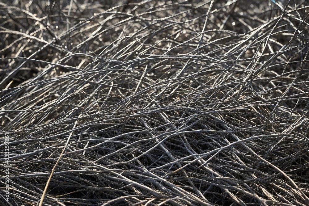 texture of hay texture of hay