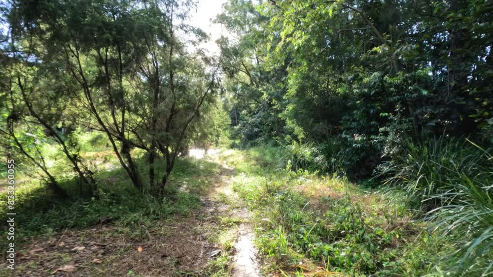 Nature Walk Through Forest Path Nature Walk Through Forest Path