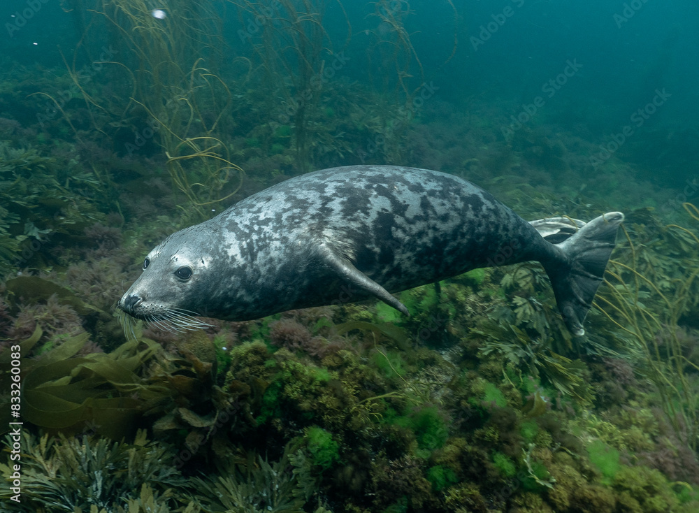 Fototapeta premium Seal in the sea