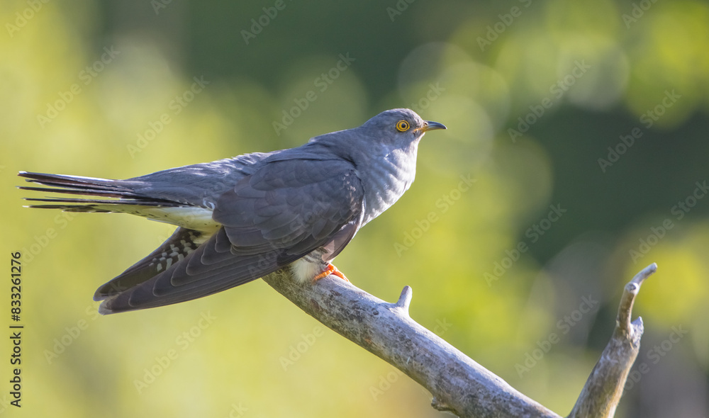 Common cuckoo - in spring at a wet forest Common cuckoo - in spring at a wet forest