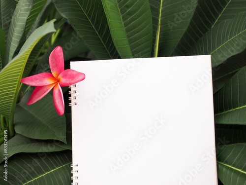 Background of flower and leaves of frangipani tropical plant with card note nature concept. photo