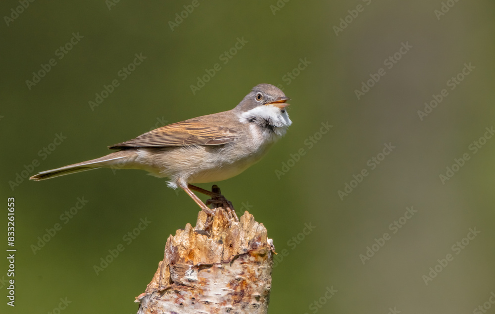 Common whitethroat - at a wet forest in spring Common whitethroat - at a wet forest in spring