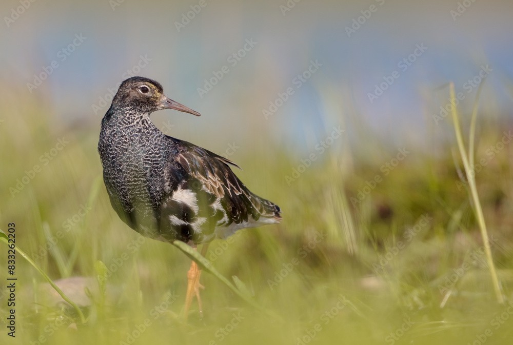 Ruff - male bird at a wetland on the mating season in spring Ruff - male bird at a wetland on the mating season in spring