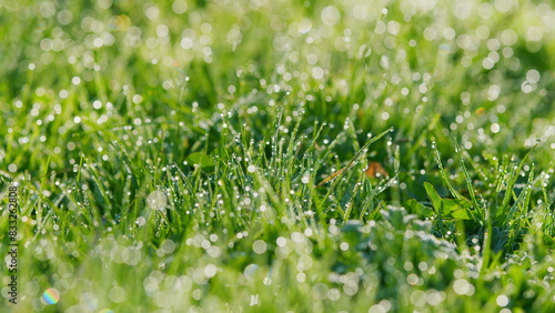 Beautiful Fresh Wet Green Grass. Summer Rain Drips Green Grass Summer Field Raindrops Sunset. Static.