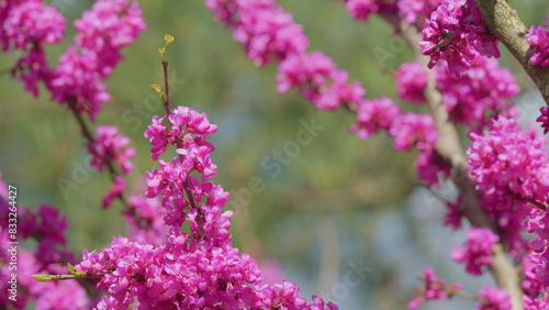 Judas Tree Or European Redbud. The Flowering Plant Family Fabaceae. Pink Redbud Rising Flowers. Close up. photo