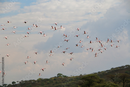 flock of flamingos in flight