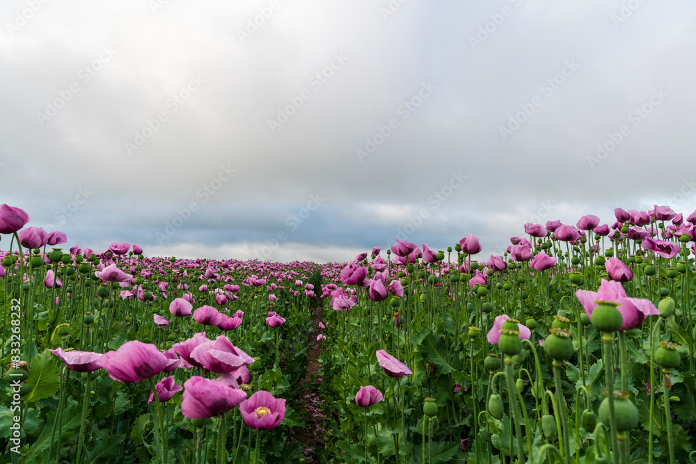 field of purple poppies field of purple poppies