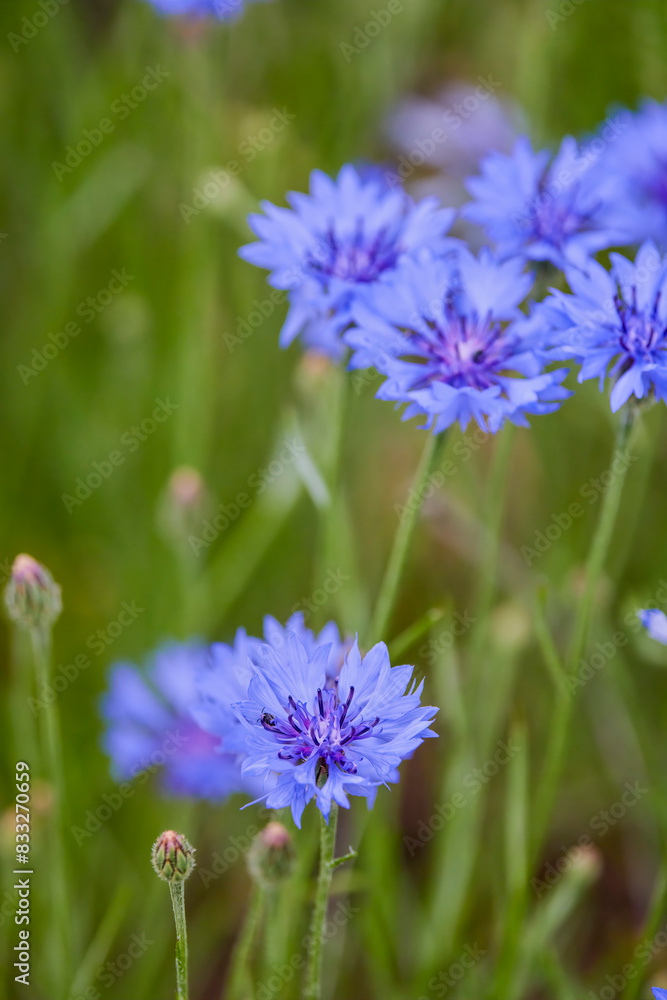 a wild flower in the spring forest a wild flower in the spring forest