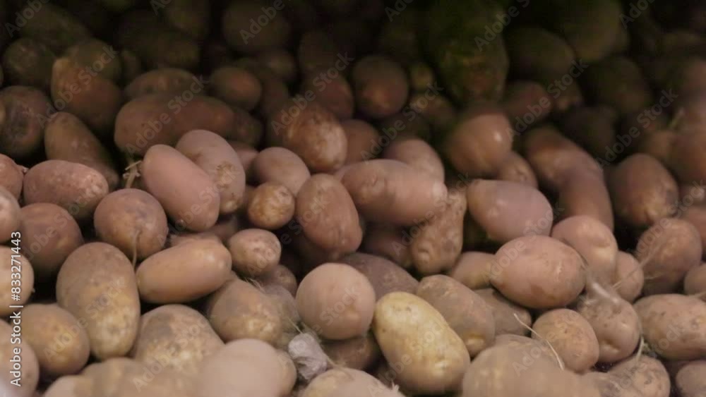 Closeup shots show fresh potatoes in their natural form, at farms or factories during harvesting or processing. Potatoes are unprocessed vegetables grown in agriculture for food production Closeup shots show fresh potatoes in their natural form, at farms or factories during harvesting or processing. Potatoes are unprocessed vegetables grown in agriculture for food production