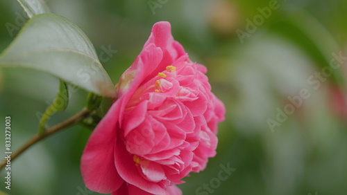 Pink Camellia Japonica In Spring Festival Flowers. Pink Camellia Flower With Green Leafs. Close up.