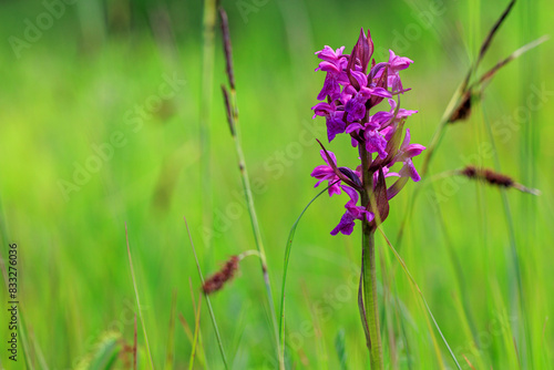 Schwarzwald-Orchidee