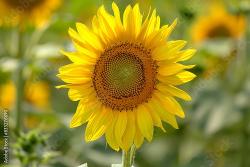 Bright yellow sunflower in field