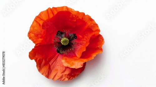 Red poppy flower isolated on white background remembrance day in canada