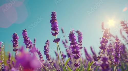 Sun-drenched lavender field in Provence France teeming with vibrant purple blooms under the clear blue July sky