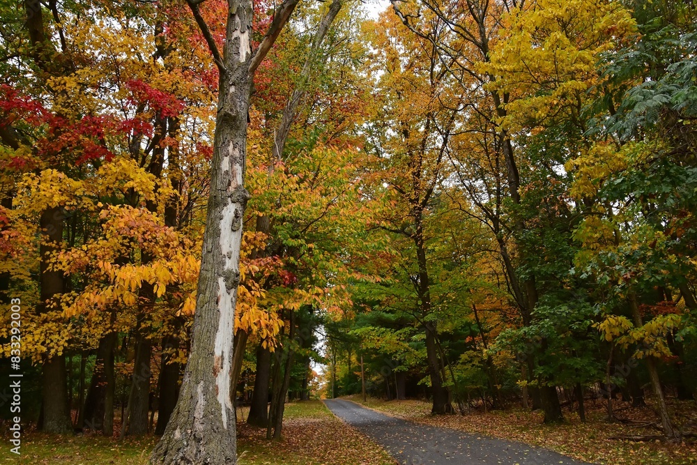 Naklejka premium colorful fall foliage with maple trees along a country lane near gettysburg, pennsylvania