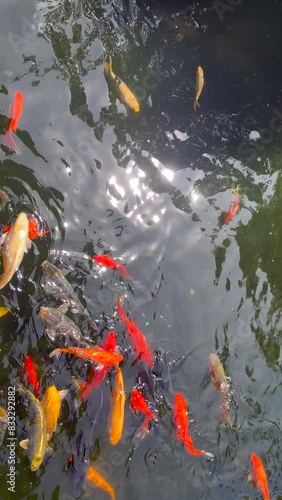 4K Koi Fish Swimming in a Pond